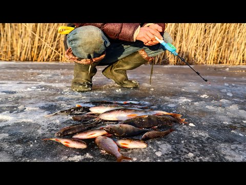 Видео: Пару Окунів і Кілограм.Я не знаю ЯК Жилка таке Витримувала