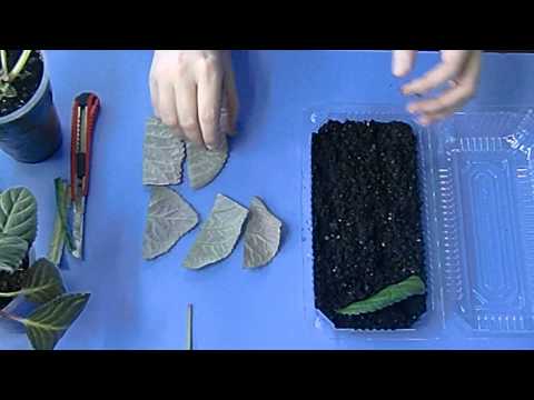 Видео: 🌼Размножение ГЛОКСИНИЙ фрагментами листа. Море деток🌼 🌱