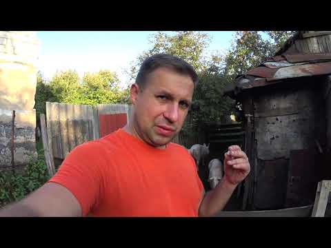 Видео: Нужно ли травить глистов у свиней?, Как и чем можно делать профилактику свиньям от глистов