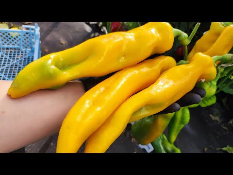 Видео: ТОЛЬКО ЭТИ ПЕРЦЫ БУДУ ВЫРАЩИВАТЬ В 2026 году!