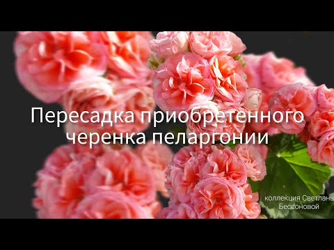 Видео: Пеларгония для начинающих .Пересадка черенка пеларгонии.#пеларгония