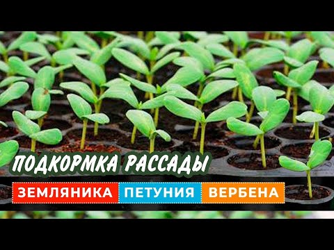 Видео: ВСЕГДА КОРМЛЮ ЭТИМ РАССАДУ ПЕТУНИЙ,РАСТЁТ ВСЁ КАК НА ДРОЖЖАХ.