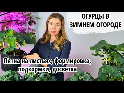 Видео: Зимний огород: почему не получается, как у блогеров?