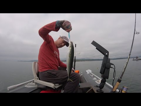 Видео: РЫБАЛКА НА СКУМБРИЮ  КЛАССНОЕ ВИДЕО 🐟🐟 В НАХОДКЕ...21.08.23.