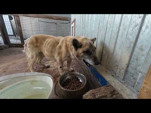 Видео: Старичок с конюшни. Я поражён.