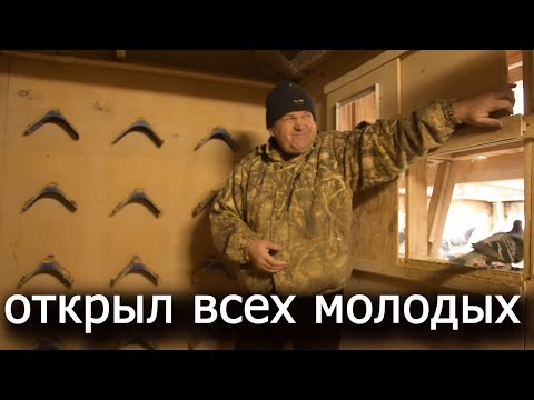 Видео: Думал, что закрыл голубей до весны. Не получилось. За окном ноябрь.
