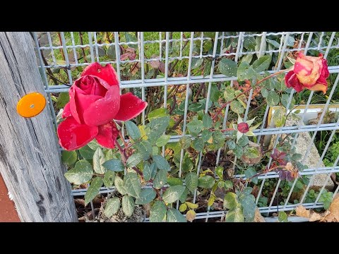 Видео: Ура! Я знайшла його- про мій улюблений набір Спиць з  Temu