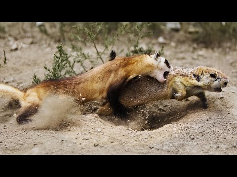 Видео: Хорек – Отважный истребитель Грызунов, Ящеров и Огромных ЗМЕЙ!
