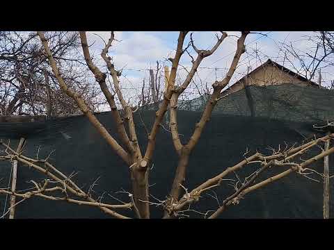 Видео: Замазывать срезы на деревьях или нет??? Отзыв о замазке Ран Нет.