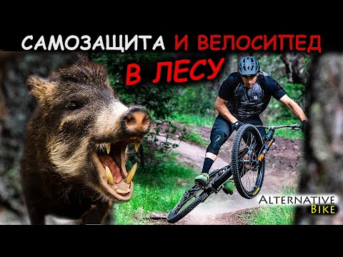 Видео: Лесные звери или что делать при встрече кабанов, волком, медведем. Самозащита и велосипед.
