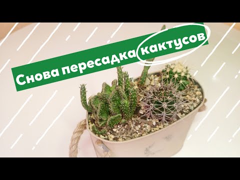 Видео: Снова пересадка кактусов