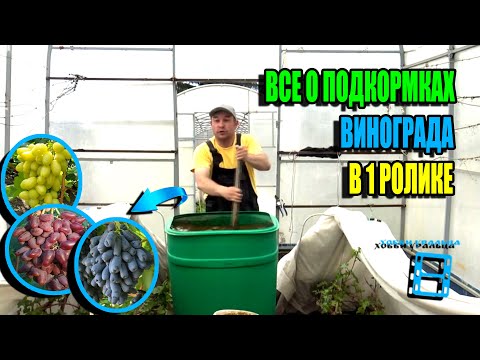 Видео: ВСЕ СЕКРЕТЫ И ТОНКОСТИ ПОДКОРМОК ВИНОГРАДА ЗА ГОД ДЛЯ НАИЛУЧШЕГО УРОЖАЯ. СЕВЕРНЫЙ ВИНОГРАДНИК 25-19