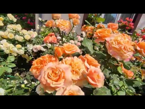 Видео: Давайте разберёмся с подкормками роз в разный период вегетации 🌹🌹‼‼