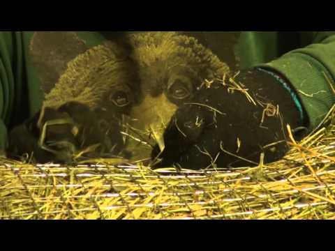 Видео: УТИНЫЙ ДОМ