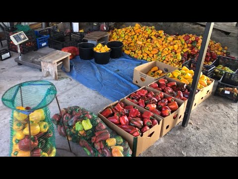 Видео: Збір перцю в пʼятницю, відбір на насіння для нового сезону і бла бла бла 