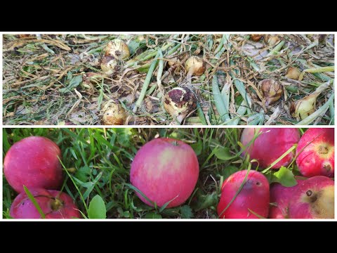 Видео: Лук "семейный" и лук-севок, собираем урожай