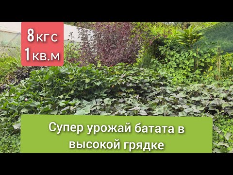 Видео: Супер урожай батата в высокой грядке.