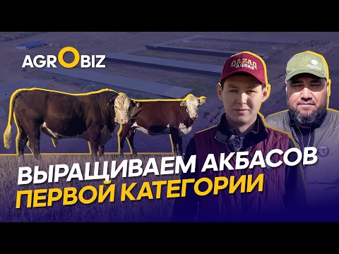 Видео: Акбасы в ЗКО: преимущества племенного скота, генетика и рацион | Аманер, ErQanat Group