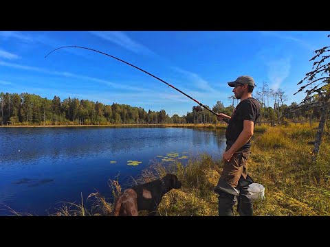 Видео: Поймал ВЕДРО рыбы на болоте! ОКУНЬ, разогнал ЩУК.Красота Вепсского ЛЕСА