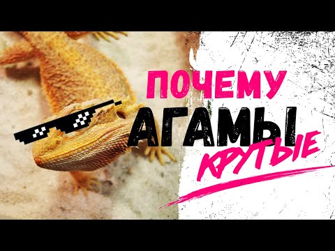 Видео: Бородатые агамы: 14 лучших вопросов от новичков!