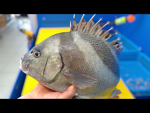 Видео: Выловленный в дикой природе трехполосый сладкогуб, текстура просто невероятная... «кошодай»