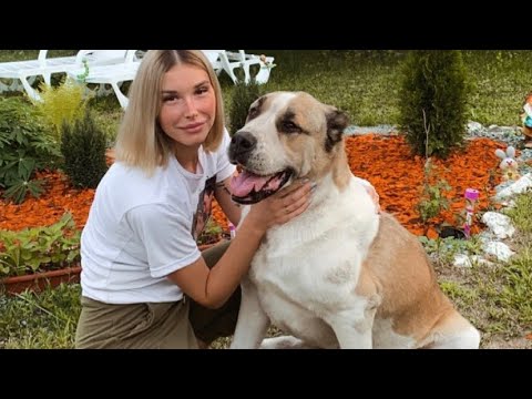 Видео: Среднеазиатская овчарка. Алабай. Цена. Сколько стоит содержание. Характер.