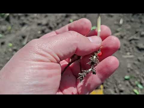 Видео: 28.04.25 ПРИМЕРЗЛА КУКУРУДЗА 🥶🥶🥶