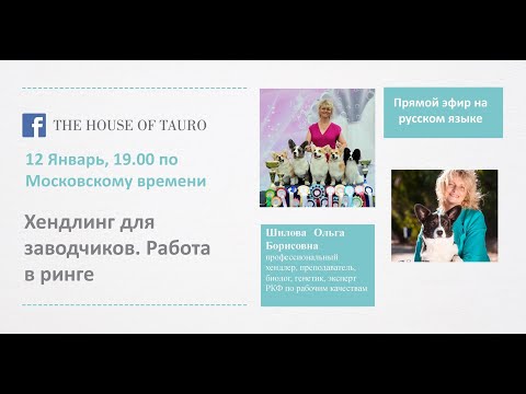 Видео: Разговор c Ольгой Борисовной Шиловой:  Хендлинг для заводчиков  Работа в ринге