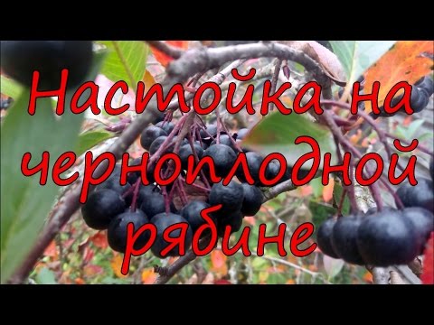 Видео: Настойка на черноплодной рябине.