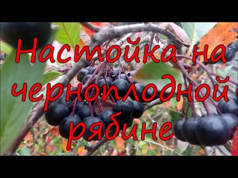 Видео: Настойка на черноплодной рябине.