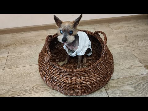 Видео: МК. Большая корзина из бумажной лозы. #254