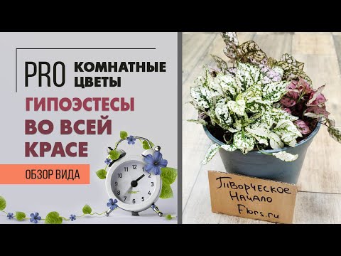 Видео: Гипоэстесы во всей красе - яркие и неприхотливые. Как ухаживать за гипоэстесом