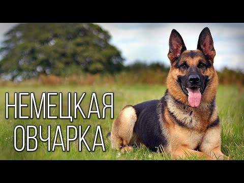 Видео: Немецкая Овчарка: Путь от Пастуха до Служебной собаки | Интересные факты про овчарок