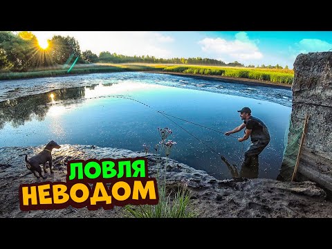 Видео: Спускаем заброшенный пруд ночью! Вылавливаем неводом рыбу.