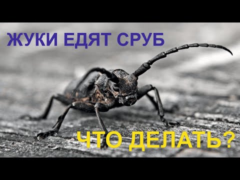 Видео: Жучки едят сруб. Что делать?