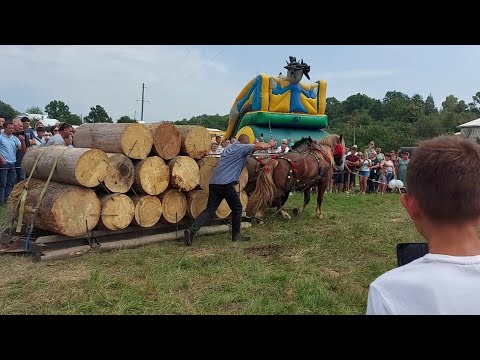 Видео: 📢🎬🥇ОҐИР-ФЕСТ🔥 Парові змагання і виставка коней💪💣💫💥👋