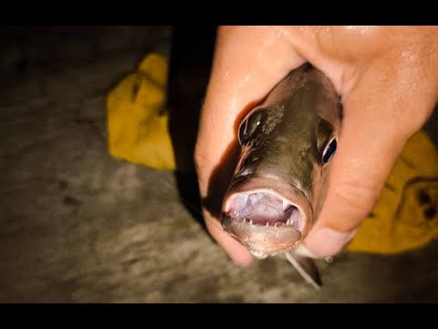 Видео: Автостопом по Папуа. День 5 / Морская рыбалка @Got1Try