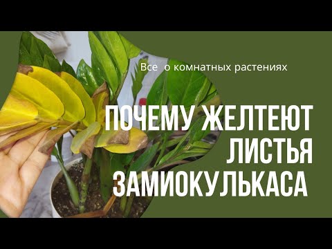 Видео: Желтеют листья замиокулькаса.5главных ошибок при выращивании замиокулькаса.#zzplant #замиокулькас