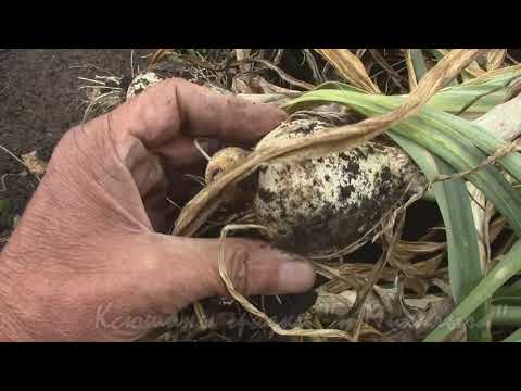 Видео: Уборка Рокамболя 2021г !