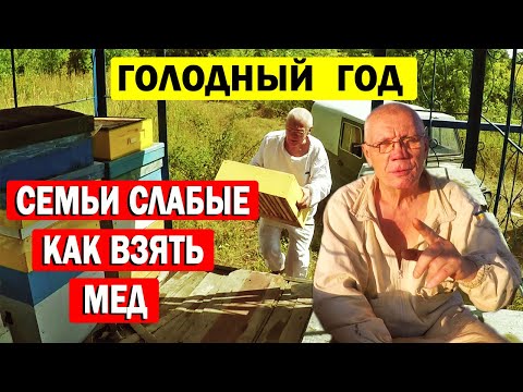 Видео: Главный взяток в июле. Пчёлы и пасека — секреты сбора мёда раскрыты!