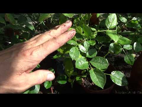 Видео: Молодые корне собственные  розочки.(Архивный сентябрь 2018 г)