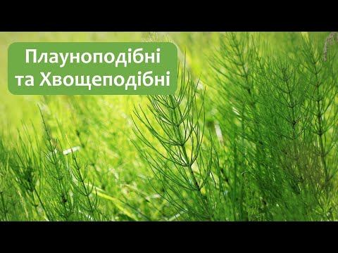 Видео: Біологія 7 клас (Балан). §24 Плауноподібні та Хвощеподібні