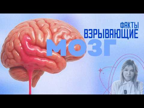 Видео: Не важно сколько его, важно какой ОН. Мозг: используй эти факты и NZT будет не нужен.