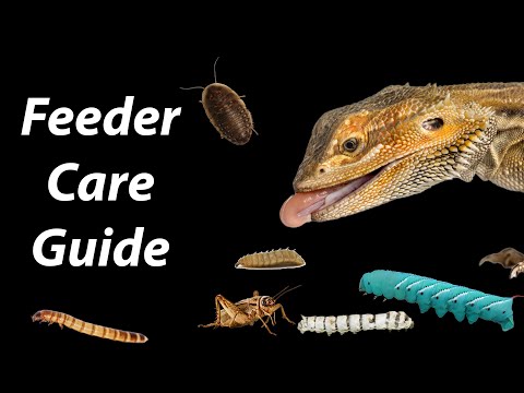 Видео: Как ухаживать за кормовыми насекомыми (наиболее распространенный способ)