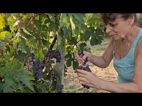 Видео: Бера и мачкам за ракия.#грозде 