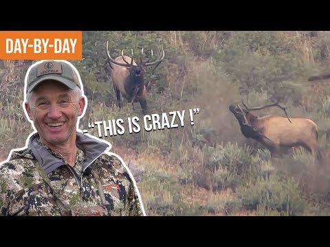 Видео: SUPER TAG Охота на лосей в Айдахо | Везде лоси! (эп. 1)