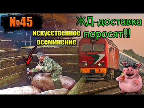 Видео: №45 Как научиться осеменять свиней искусственно: Легко и эффективно!/ЖД-доставка решина🐷👍