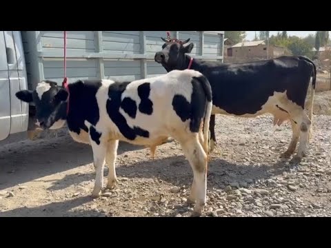Видео: +992929115392☎️ ЯК САР ГОВИ ЗОТИ ШИРИЙ ОРИГИНАЛ АЗ ФЕРМАИ ХОЧИ АВЗАЛЛШОХ