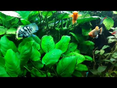 Видео: Как отличить самца и самку сапфирового  попугая!?Новые цихлиды в моём аквариуме на 160 литров.