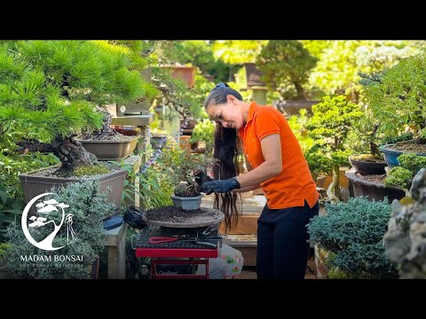 Видео: Изменение внешнего вида бонсай из фуксии на камне с помощью Madam Bonsai.